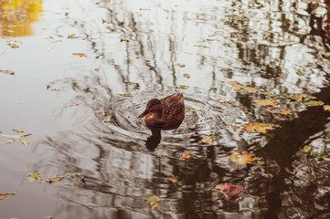 Brown duck close-up floating in water. outdoors.