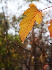 Yellow autumn leaf on tree in the rain with raindrop