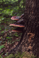 Tinder fungi growing at base tree. Close-up.