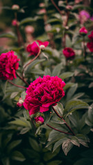 pink rose in the garden