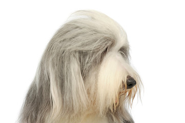 Portrait of an adorable bearded collie