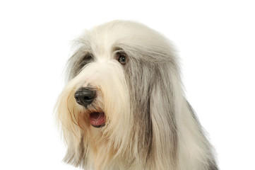 Portrait of an adorable bearded collie
