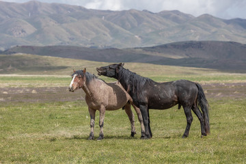 Wild Horses in Spring int he Utah Desert