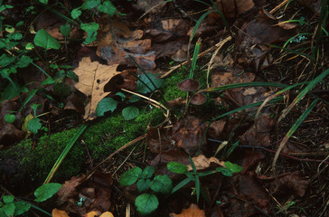 Natural background with fallen autumn leaves, green grass, moss, toadstools in the forest, dense autumn forest, European forest, natural forest substrate in overcast day, horizontal image