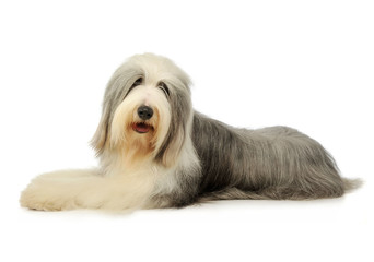 Studio shot of an adorable bearded collie