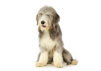 Studio shot of an adorable bearded collie
