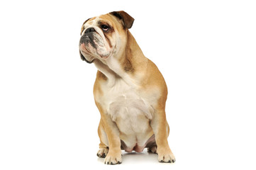 Obraz premium Studio shot of an adorable English bulldog