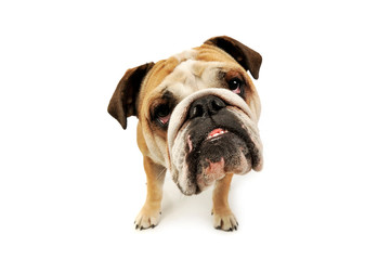 Studio shot of an adorable English bulldog