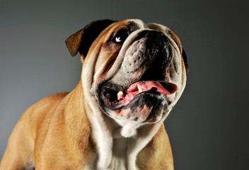 Portrait of an adorable English bulldog