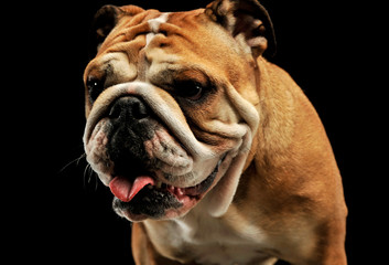 Portrait of an adorable English bulldog