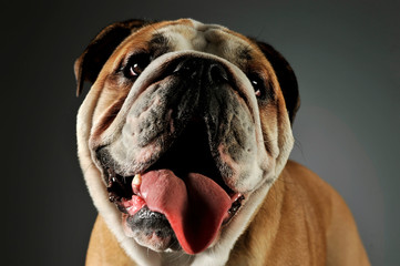 Portrait of an adorable English bulldog