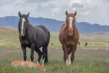 Wild Horses in Spring int he Utah Desert