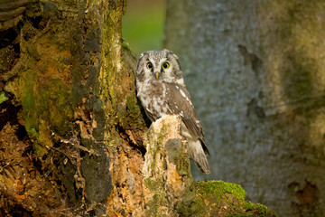 Boreal owl (Aegolius funereus) is a small owl. In Europe, it is typically known as Tengmalm's owl after Swedish naturalist Peter Gustaf Tengmalm 