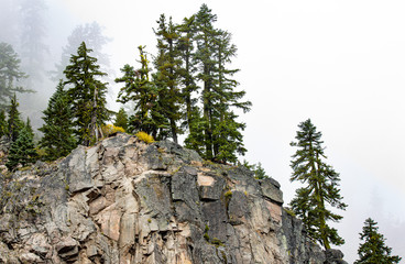 Cliff Trees in Fog
