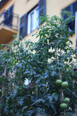 Fototapeta na wymiar Italie - Tomates 