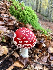 fly agaric in forest