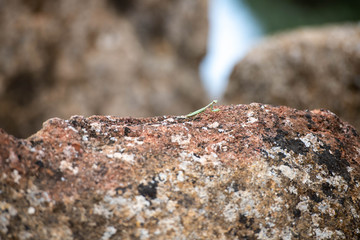 Close up of Mediterranean Mantis on Ruins in Sicily