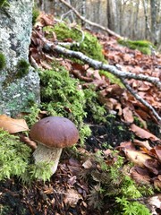 mushrooms in forest