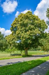 View over a country road to a big, old tree standing at a junction under blue sky in Lower Saxony, Germany.