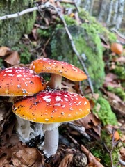 fly agaric mushroom in the forest