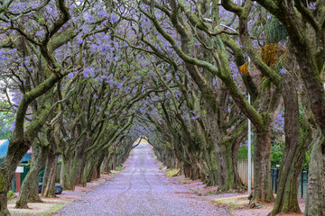 Blooming jacaranda trees lining the street