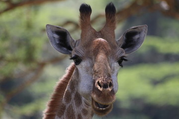 portrait of giraffe