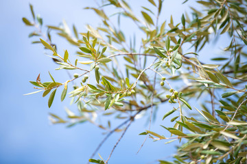 Ancient Olive Trees in Sicily, Italy