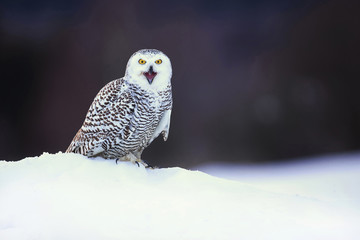 Snowy owl (Bubo scandiacus) is a large, white owl of the true owl family. Snowy owls are native to...