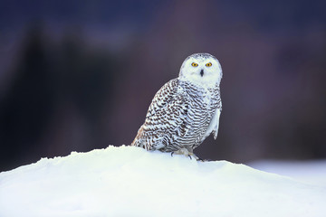 Snowy owl (Bubo scandiacus) is a large, white owl of the true owl family. Snowy owls are native to Arctic regions in North America and Eurasia. 
