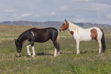 Fototapeta na wymiar Wild Horses in Spring int he Utah Desert