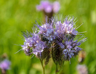 A bee collects nectar from a purple phacelia flower.
