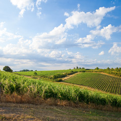 Fototapeta premium Landscape of vineyards in France. Anjou, French wine.