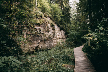 bridge in the forest