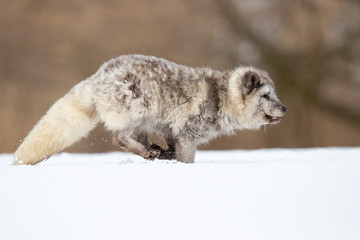 Arctic fox (Vulpes lagopus), also known as the white fox, polar fox is a small fox native to the Arctic regions of the Northern Hemisphere 