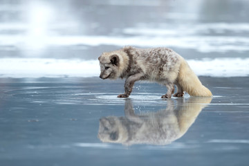 Arctic fox (Vulpes lagopus), also known as the white fox, polar fox is a small fox native to the Arctic regions of the Northern Hemisphere 