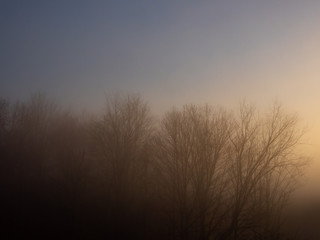 foggy morning trees