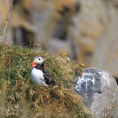 Puffin on a Promontory over Kirkjufjara Beach in Iceland