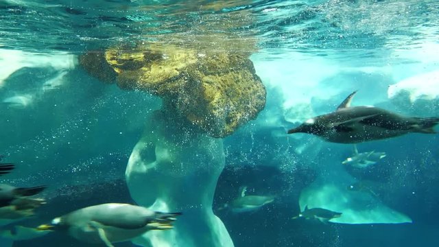 Slow motion, amazing king penguins swims underwater