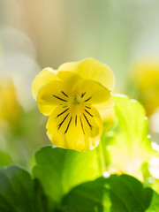 yellow pansy