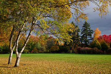 Birch Trees in Autumn