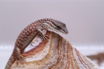 Monitor lizard (Varanus acanthurus)