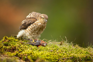 Eurasian sparrowhawk (Accipiter nisus), also known as the northern sparrowhawk or simply the sparrowhawk, is a small bird of prey in the family Accipitridae.