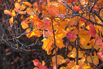 Beautiful tree with bright red and orange leaves. Brunches of wild European smoketree, Cotinus bush. Nature wallpaper.