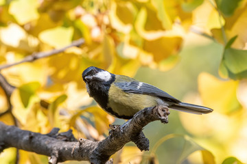 Cute  Great tit (Parus major) bird in yellow black color sitting on tree branch
