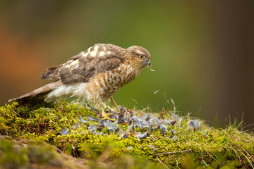 Eurasian sparrowhawk (Accipiter nisus), also known as the northern sparrowhawk or simply the sparrowhawk, is a small bird of prey in the family Accipitridae.