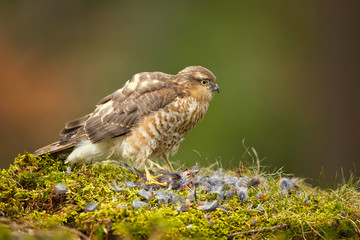 Eurasian sparrowhawk (Accipiter nisus), also known as the northern sparrowhawk or simply the sparrowhawk, is a small bird of prey in the family Accipitridae.
