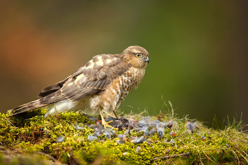 Naklejka na ściany i meble Eurasian sparrowhawk (Accipiter nisus), also known as the northern sparrowhawk or simply the sparrowhawk, is a small bird of prey in the family Accipitridae.