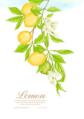 Lemon tree branch with lemons, flowers and leaves. Template for wedding invitation, greeting card, banner, gift voucher, label. Colored vector illustration..