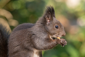 Squirrel in autumn park forest. Autumn squirrel portrait.