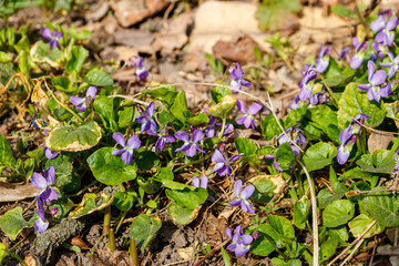Wild violets on a meadow at spring